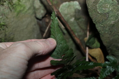 Davallia solida pyxidata