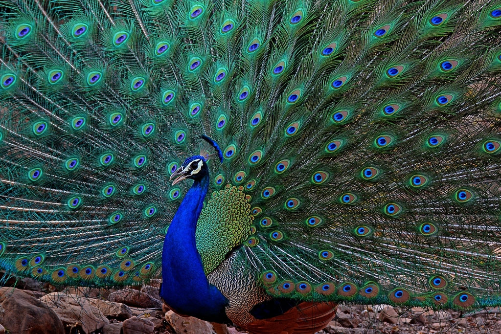 Indian peafowl - Wikipedia