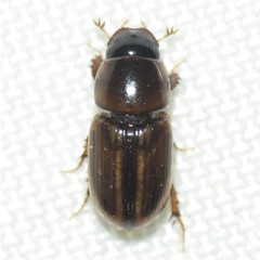 Labarrus cincticulus