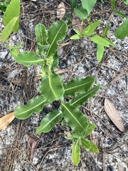 Asclepias obovata