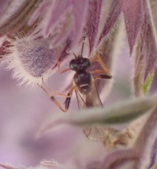 Pristomerus