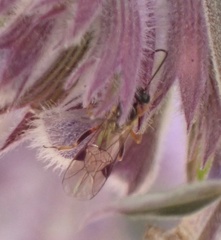 Pristomerus