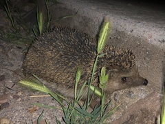 Atelerix algirus