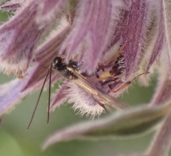 Pristomerus