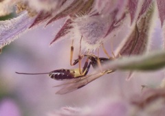 Pristomerus