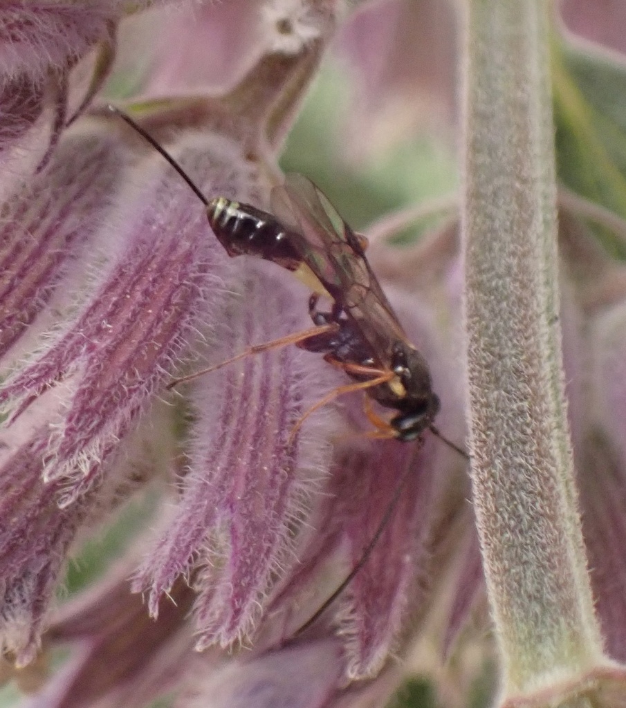 Pristomerus vulnerator