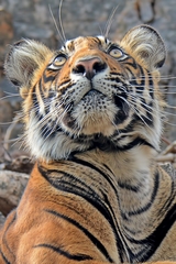 Panthera tigris tigris