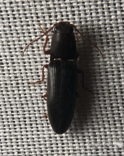 iNaturalist observation photo of Athous