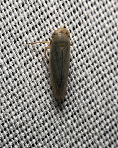 iNaturalist observation photo of Thamnotettix