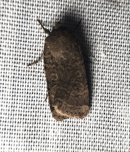 iNaturalist observation photo of Abagrotis