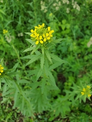 Erysimum hieraciifolium