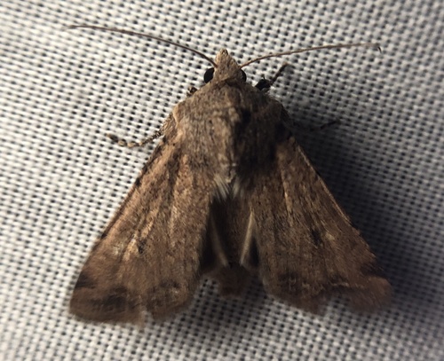 iNaturalist observation photo of Agrotina