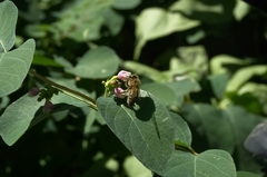 Apis mellifera
