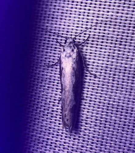 iNaturalist observation photo of Ethmia