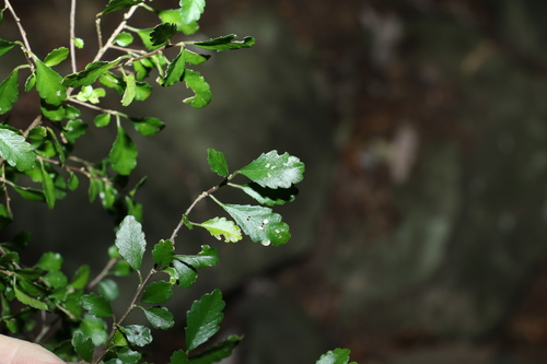 Image of Acalypha capillipes by (c) Greg Tasney, some rights reserved (CC BY-SA)