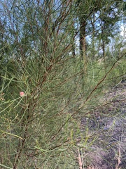 Dodonaea filifolia