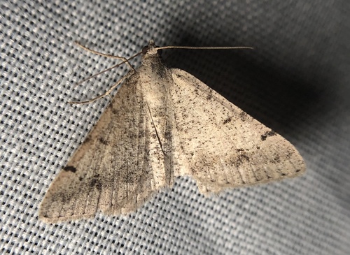 iNaturalist observation photo of Digrammia