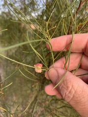 Dodonaea filifolia