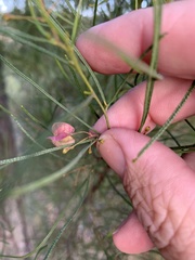 Dodonaea filifolia