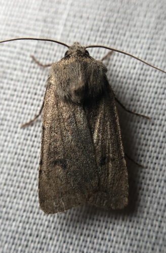 iNaturalist observation photo of Noctuini