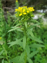 Erysimum hieraciifolium