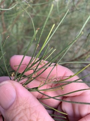 Dodonaea filifolia