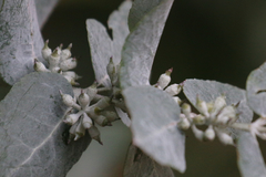 Eucalyptus crenulata