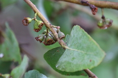 Eucalyptus crenulata