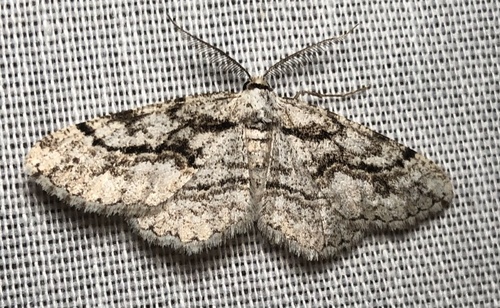iNaturalist observation photo of Boarmiini
