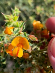 Pultenaea spinosa
