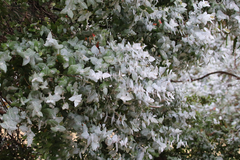 Eucalyptus crenulata