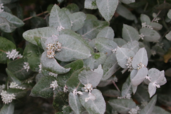 Eucalyptus crenulata