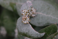 Eucalyptus crenulata
