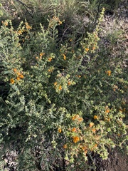Pultenaea spinosa