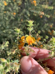 Pultenaea spinosa