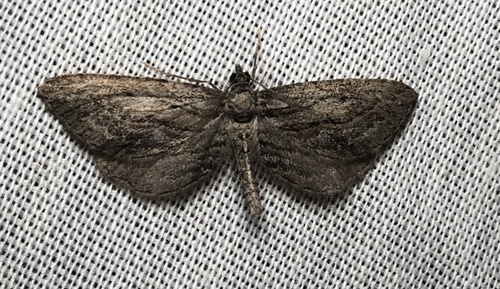 iNaturalist observation photo of Five-lined Gray