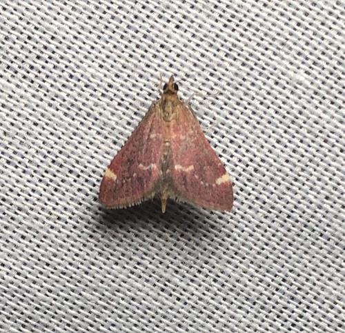iNaturalist observation photo of Elegant Pyrausta
