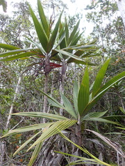 Basselinia eriostachys