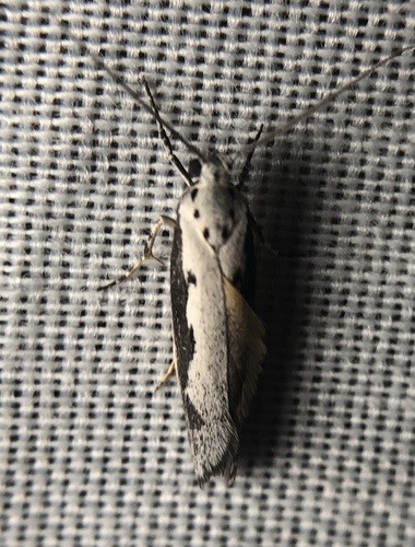 iNaturalist observation photo of Ethmia