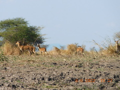 Redunca