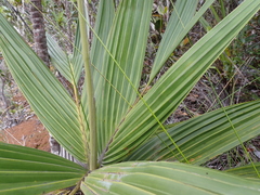 Basselinia eriostachys