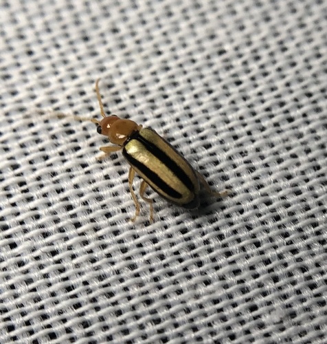 iNaturalist observation photo of Synetocephalus bivittatus