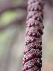 Basselinia eriostachys