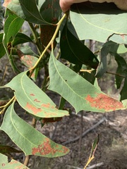 Acacia bancroftiorum