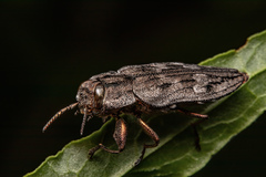 Chrysobothris dentipes