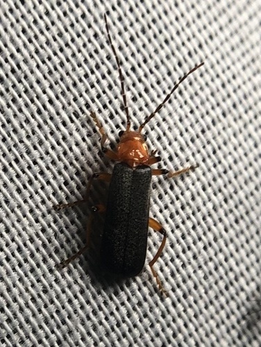 iNaturalist observation photo of Cultellunguis hatchi
