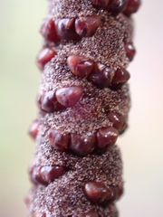 Basselinia eriostachys