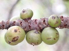 Basselinia eriostachys