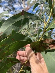 Acacia bancroftiorum