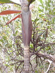 Basselinia eriostachys